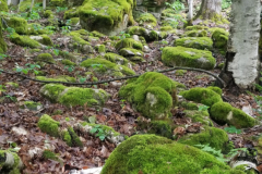 Map 37 Jacksons Cove > Hope Bay